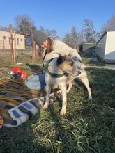 BAJOS, Hund, Jagdhund-Mix in Heidelberg - Bild 20
