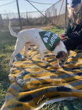 BAJOS, Hund, Jagdhund-Mix in Heidelberg - Bild 21
