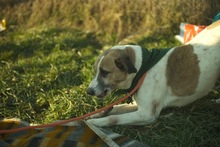 BAJOS, Hund, Jagdhund-Mix in Heidelberg - Bild 22