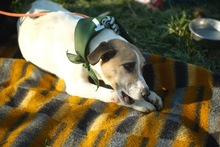BAJOS, Hund, Jagdhund-Mix in Heidelberg - Bild 23