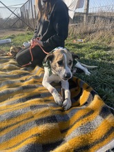 BAJOS, Hund, Jagdhund-Mix in Heidelberg - Bild 24