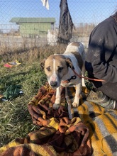 BAJOS, Hund, Jagdhund-Mix in Heidelberg - Bild 25