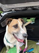 BAJOS, Hund, Jagdhund-Mix in Heidelberg - Bild 26