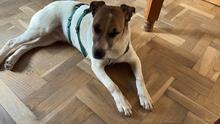 BAJOS, Hund, Jagdhund-Mix in Heidelberg - Bild 27