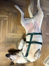 BAJOS, Hund, Jagdhund-Mix in Heidelberg - Bild 29