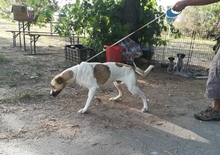BAJOS, Hund, Jagdhund-Mix in Heidelberg - Bild 3
