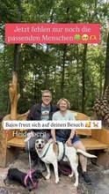 BAJOS, Hund, Jagdhund-Mix in Heidelberg - Bild 30