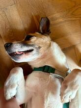BAJOS, Hund, Jagdhund-Mix in Heidelberg - Bild 31