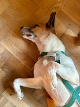 BAJOS, Hund, Jagdhund-Mix in Heidelberg - Bild 32