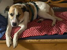 BAJOS, Hund, Jagdhund-Mix in Heidelberg - Bild 33