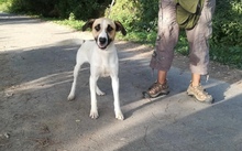 BAJOS, Hund, Jagdhund-Mix in Heidelberg - Bild 4