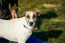 BAJOS, Hund, Jagdhund-Mix in Heidelberg - Bild 5
