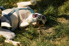 BAJOS, Hund, Jagdhund-Mix in Heidelberg - Bild 6