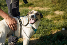BAJOS, Hund, Jagdhund-Mix in Heidelberg - Bild 7