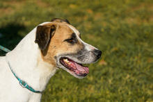 BAJOS, Hund, Jagdhund-Mix in Heidelberg - Bild 8