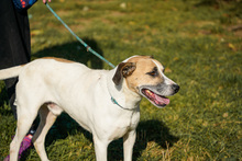 BAJOS, Hund, Jagdhund-Mix in Heidelberg - Bild 9