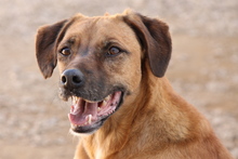 PONGO, Hund, Mischlingshund in Italien - Bild 1
