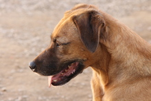 PONGO, Hund, Mischlingshund in Italien - Bild 12