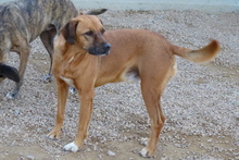 PONGO, Hund, Mischlingshund in Italien - Bild 6