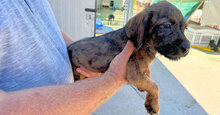 ALTEA, Hund, Mischlingshund in Italien - Bild 23