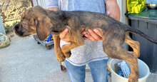 ALTEA, Hund, Mischlingshund in Italien - Bild 24