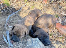 ALTEA, Hund, Mischlingshund in Italien - Bild 26