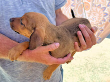 ARABELLA, Hund, Mischlingshund in Italien - Bild 20