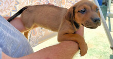 ARABELLA, Hund, Mischlingshund in Italien - Bild 21