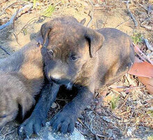 ARABELLA, Hund, Mischlingshund in Italien - Bild 22