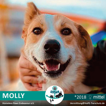 MOLLY, Hund, Mischlingshund in Russische Föderation