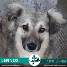LENNOX, Hund, Mischlingshund in Rumänien