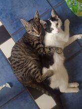 FINDUS, Katze, Europäisch Kurzhaar in Berlin