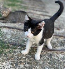 LOU, Katze, Europäisch Kurzhaar in Rumänien