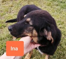 INAPORTOUGALI, Hund, Mischlingshund in Griechenland - Bild 18