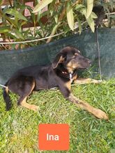 INAPORTOUGALI, Hund, Mischlingshund in Griechenland - Bild 19