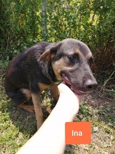 INAPORTOUGALI, Hund, Mischlingshund in Griechenland - Bild 21