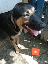 INAPORTOUGALI, Hund, Mischlingshund in Griechenland - Bild 22