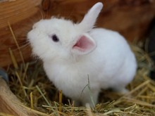 FRODO, Hasenartige, Löwenkopfkaninchen in Hamburg