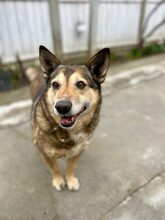 ZOE, Hund, Mischlingshund in Ludwigshafen