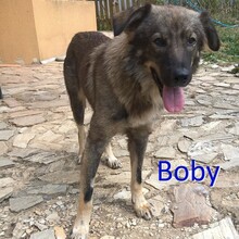 BOBY, Hund, Mischlingshund in Geestland - Bild 1