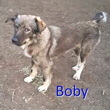 BOBY, Hund, Mischlingshund in Geestland - Bild 2