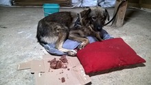 BOBY, Hund, Mischlingshund in Geestland - Bild 3