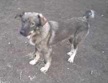 BOBY, Hund, Mischlingshund in Geestland - Bild 4