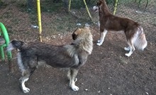 BOBY, Hund, Mischlingshund in Geestland - Bild 5