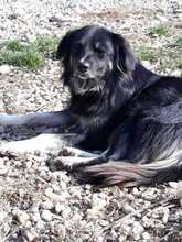 DORLE, Hund, Mischlingshund in Freiburg