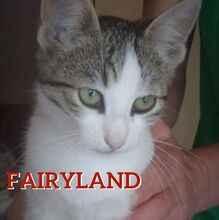 FAIRYLAND, Katze, Europäisch Kurzhaar-Mix in Bulgarien - Bild 1