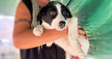SIBILLA, Hund, Mischlingshund in Italien - Bild 17