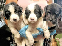 SIBILLA, Hund, Mischlingshund in Italien - Bild 18