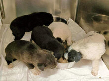 SIBILLA, Hund, Mischlingshund in Italien - Bild 19