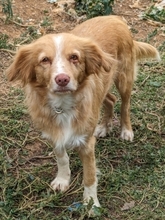 PEANUT, Hund, Mischlingshund in Griechenland